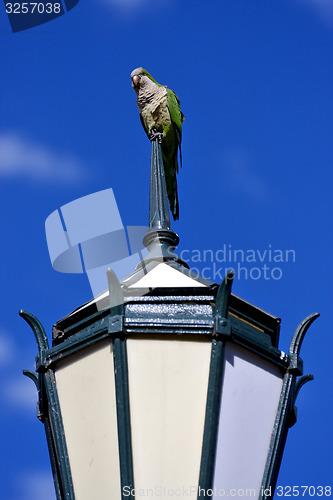 Image of  parrot and clouds 