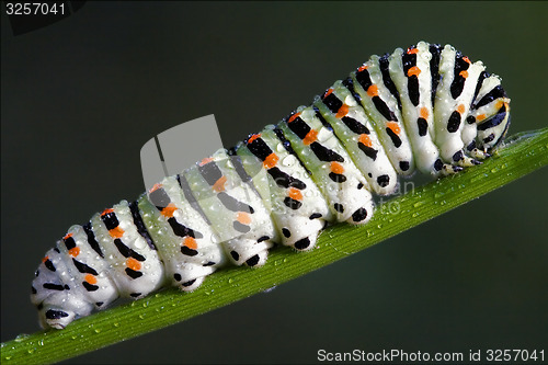 Image of caterpillar of Papilionidae in the fennel 
