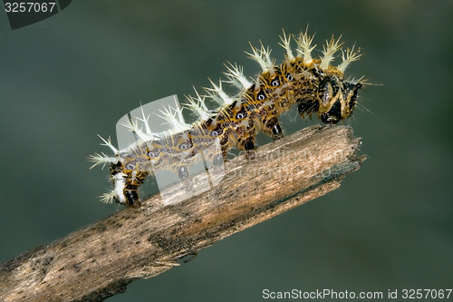 Image of caterpillar of Papilionidae in the head branch