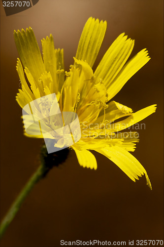 Image of hispidus hieracium sylvaticum 