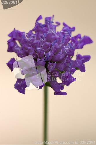 Image of mentha aquatica scabioso