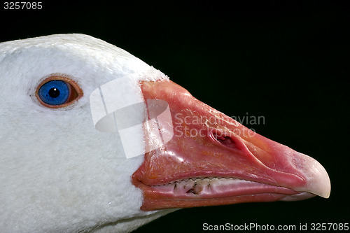 Image of duck whit blue eye in buenos aires