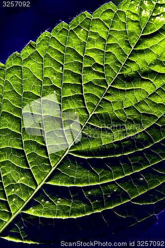 Image of  green and blue 
