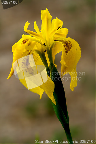 Image of close up of a  iridacee wild yellow 