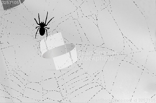 Image of spider and the drop 