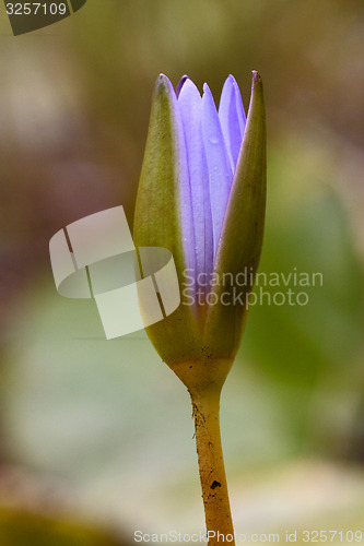 Image of  flowering in mauritius