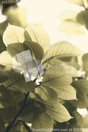 Image of Green leaf