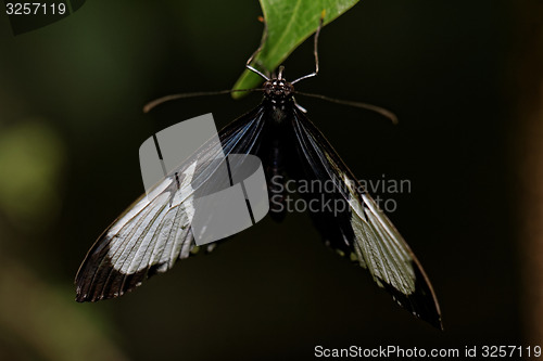 Image of Butterfly