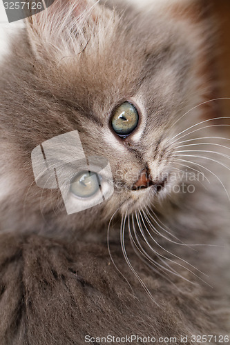 Image of Beautiful grey kitten