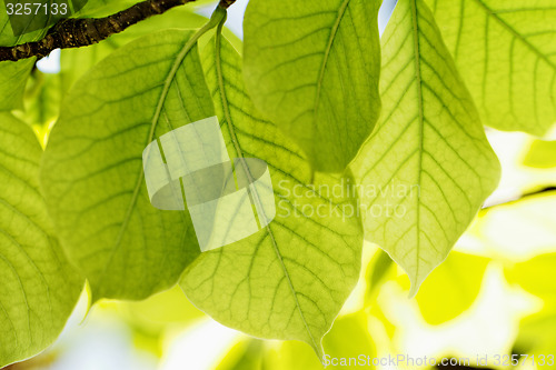 Image of Grean leaves