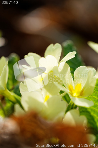 Image of Beautiful flower