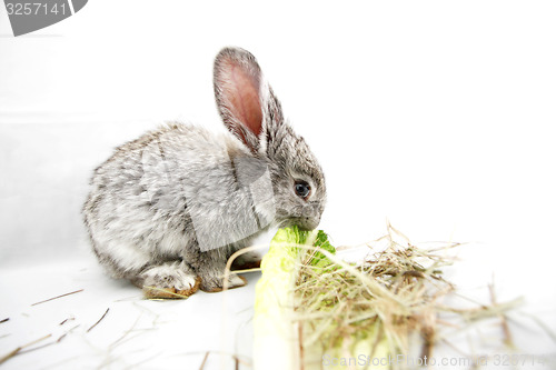 Image of Gray rabbit