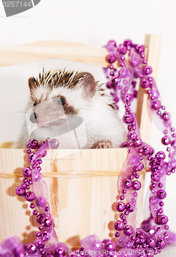 Image of A cute little hedgehog - ( African white- bellied hedgehog )