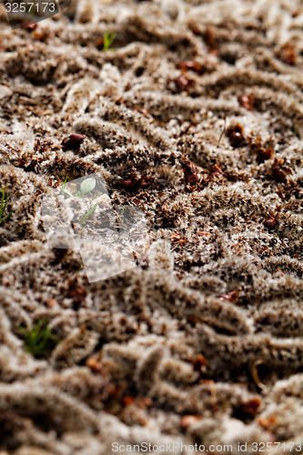 Image of Tree crop