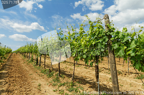 Image of Tokay grapes