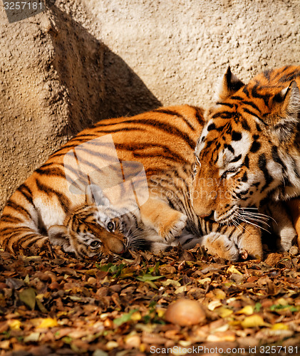 Image of Tiger mum