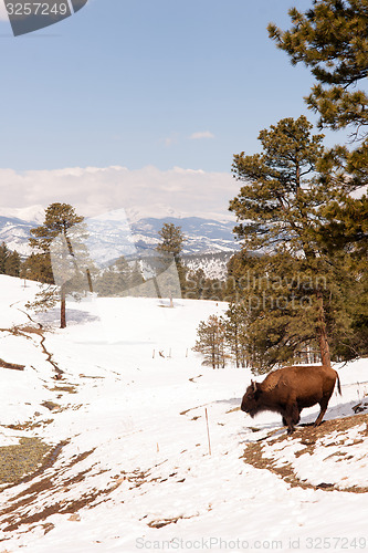 Image of North American Bison Buffalo Roam Hillside Fresh Snow Blue Sky
