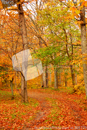 Image of Fall forest road