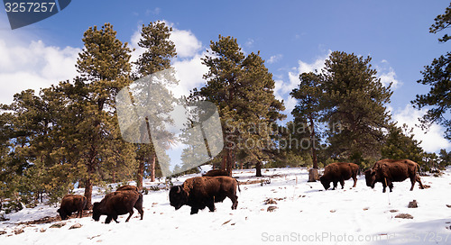 Image of North American Bison Buffalo Roam Hillside Fresh Snow Blue Sky