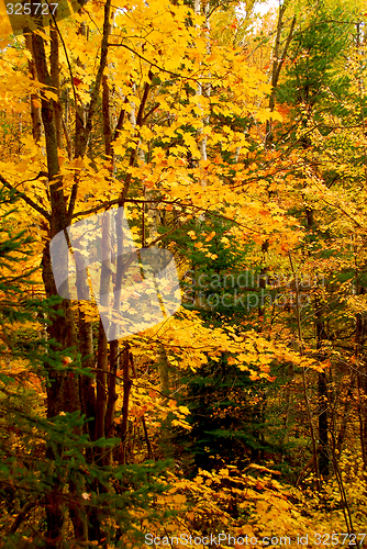 Image of Fall forest background