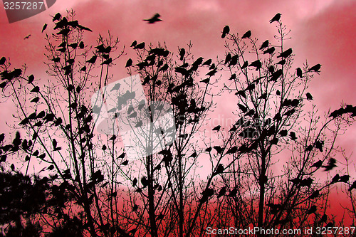 Image of crows tree