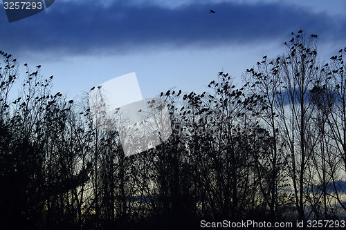 Image of crows on the sky