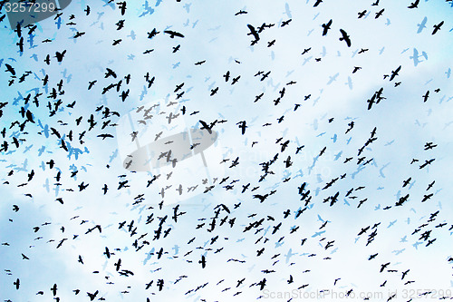 Image of crows on the sky