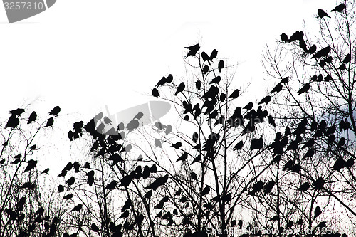 Image of crows on the sky