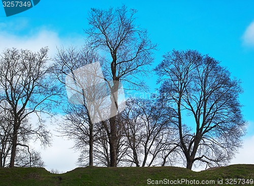 Image of Trees and sky.