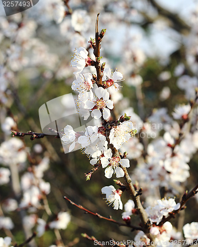 Image of Cherry blossoming