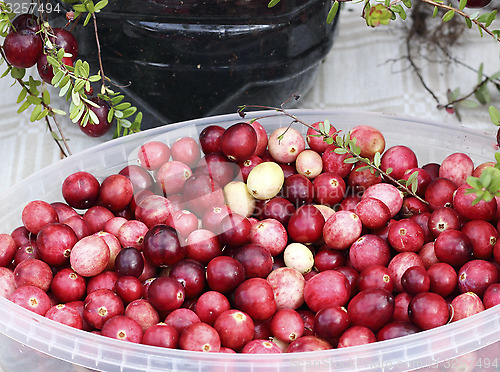 Image of Cranberries