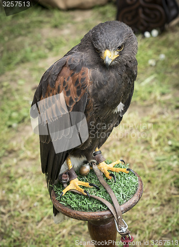 Image of Portrait of Lanner falcon 