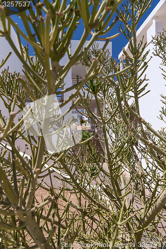 Image of hotel facade in Egypt with cactus trees