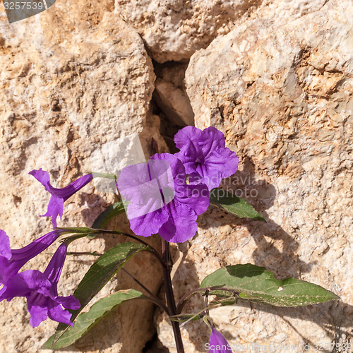 Image of Purple Petunias