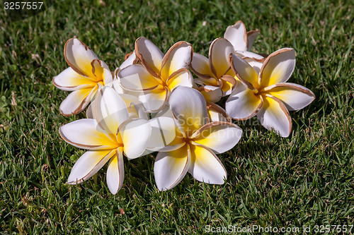 Image of white frangipani flowers with leaves