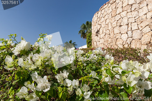Image of White bougainvillea, Sharm el Sheikh, Egypt.
