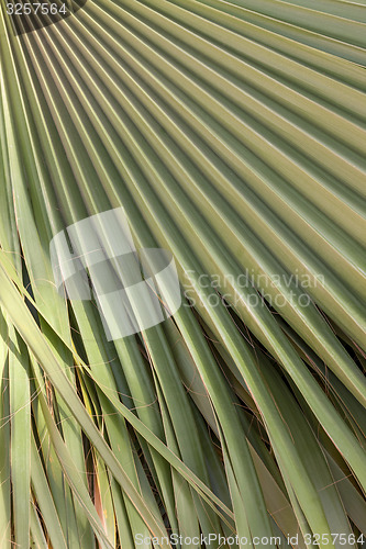 Image of Green palm leaf texture 