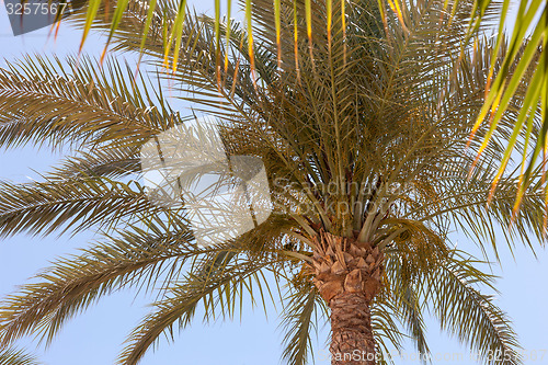 Image of Palm tree in Egypt.