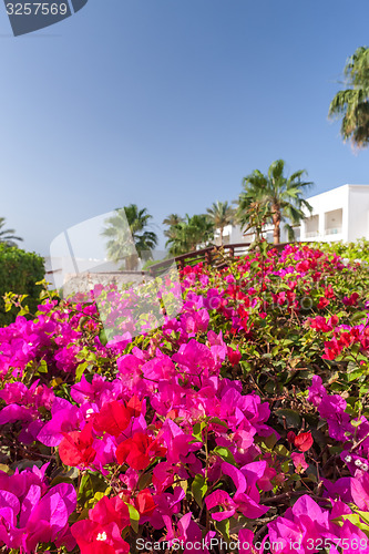 Image of pink bougainvillea, Sharm el Sheikh, Egypt.