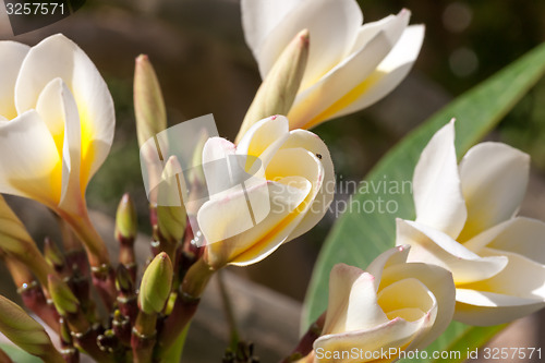 Image of white frangipani flowers with leaves