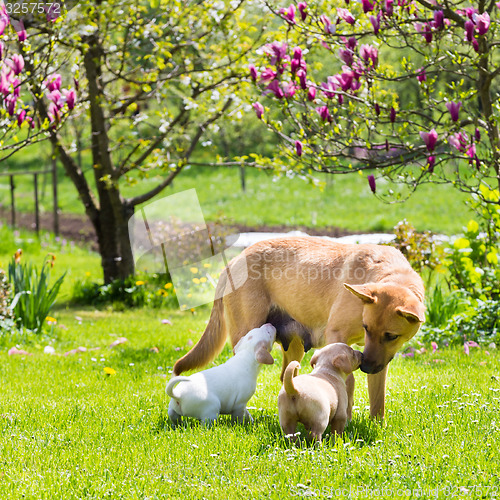 Image of Mixed-breed cute little dog family.