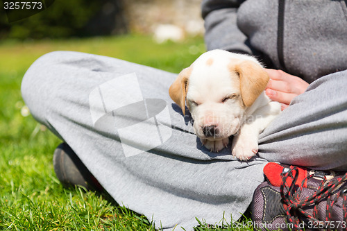 Image of Mixed-breed cute little puppy in lap.