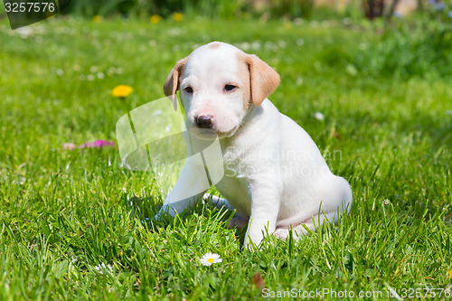 Image of Mixed-breed cute little puppy on grass.