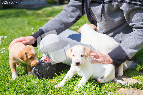 Image of Mixed-breed cute little puppy in lap.