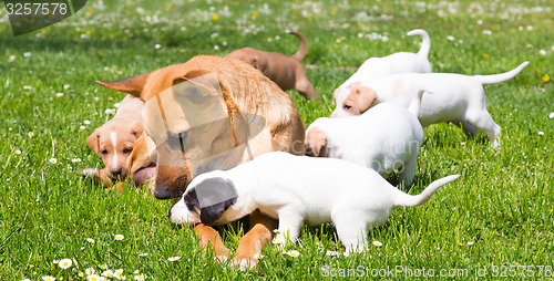 Image of Mixed-breed cute little dog family.