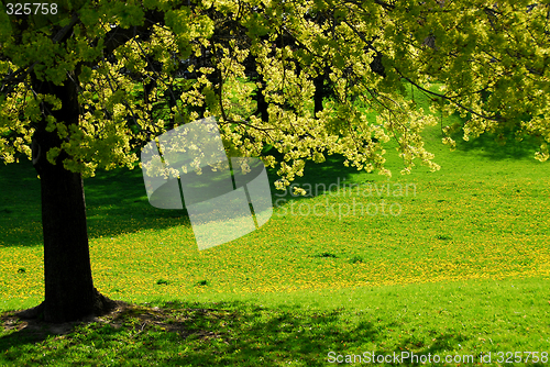 Image of Spring tree