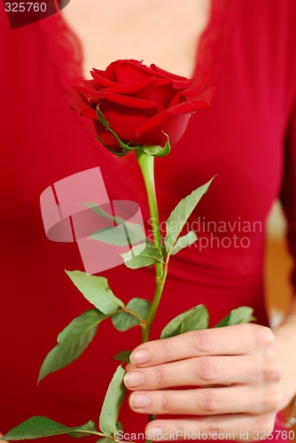 Image of Woman rose