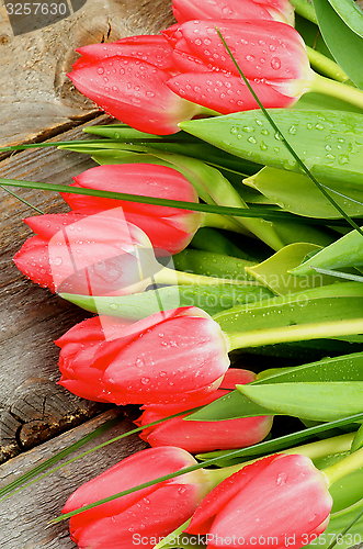 Image of Spring Tulips