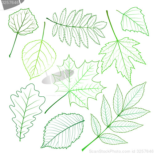 Image of Collection of green leaves. 