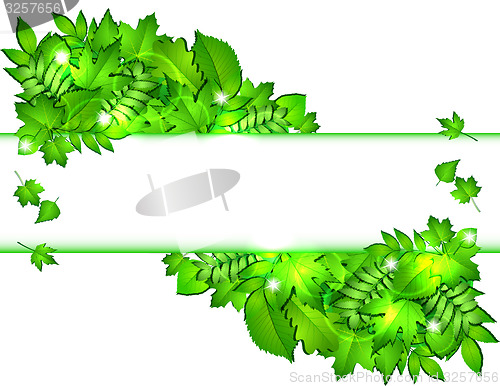 Image of Nature background with green fresh leaves . 